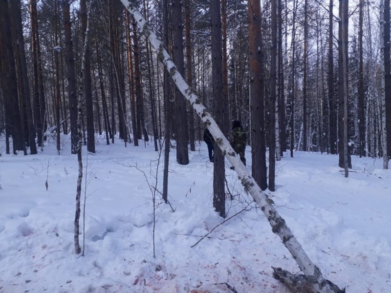 В Абанском районе полицейскими возбуждено уголовное дело в отношении подозреваемого в незаконной охоте на лося