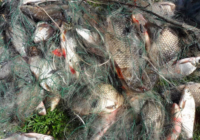 Абанский суд вынес решение в отношении местного жителя, который незаконно вылавливал рыбу