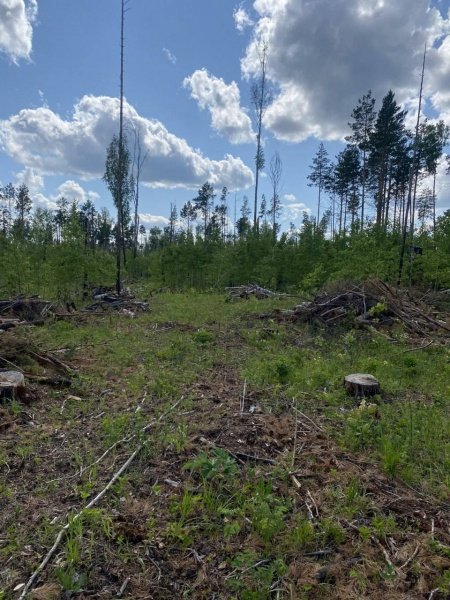 В Абанском районе предприниматель предстанет перед судом за незаконную вырубку леса почти на полмиллиона рублей