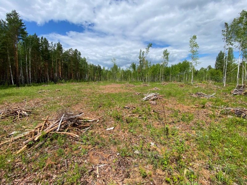 В Абанском районе предприниматель предстанет перед судом за незаконную вырубку леса почти на полмиллиона рублей