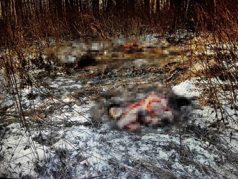 В Абанском районе возбуждено уголовное дело в отношении браконьера за охоту на лося В Абанском районе возбуждено уголовное дело в отношении браконьера за охоту на лося